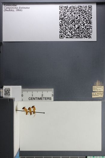 Media type: image; Entomology 523857